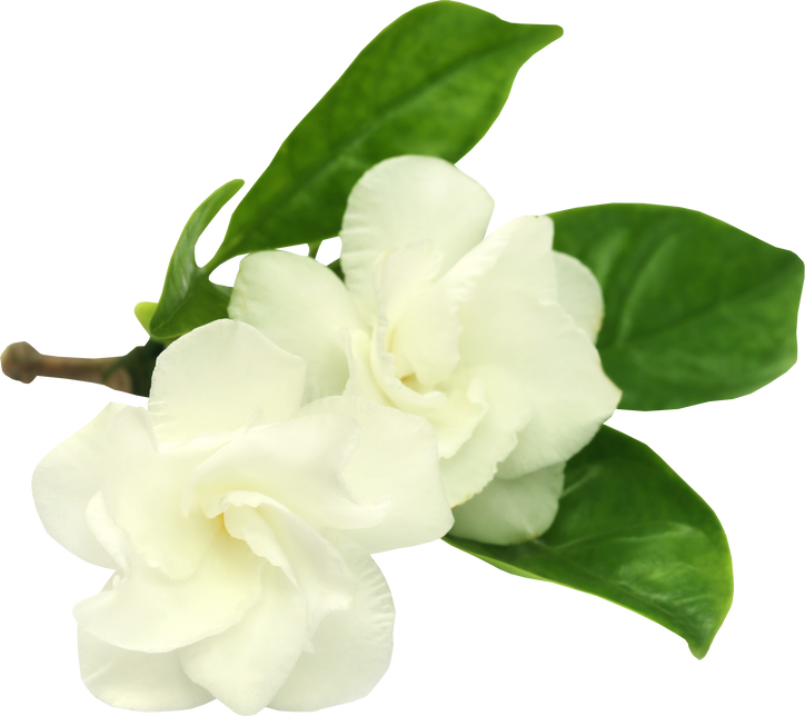 Crape Jasmine or Tagar Flower 