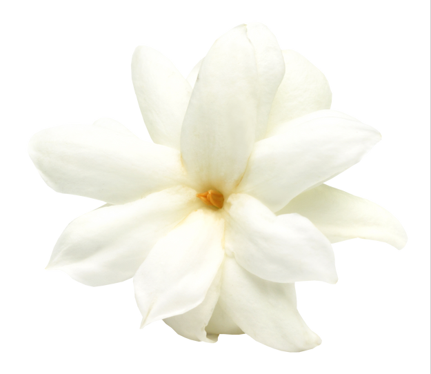 White Jasmine Flower