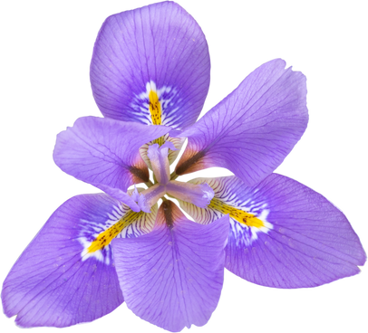 Iris unguicularis ,Iris stylosa or Algerian iris purple with yellow bands fragrant flower isolated transparent png