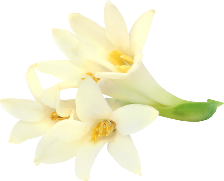 Tuberose or Rajnigandha of Southeast Asia